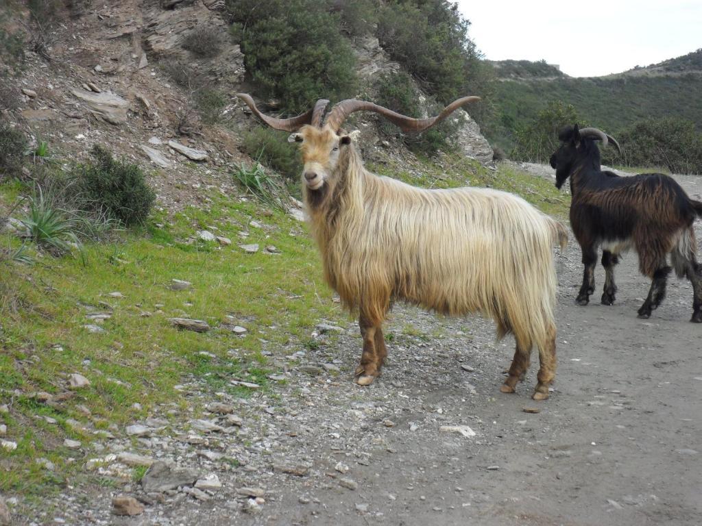 Oreta Gite U Licetu A La Campagne المظهر الخارجي الصورة