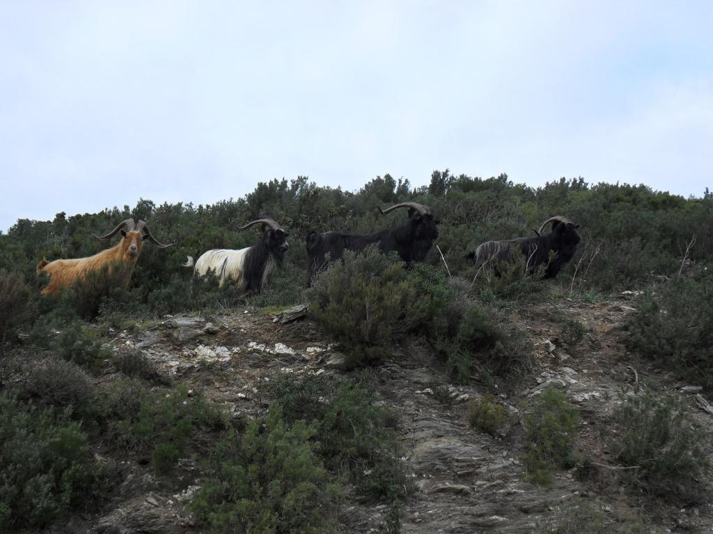Oreta Gite U Licetu A La Campagne المظهر الخارجي الصورة